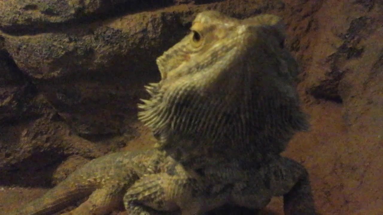 Thats how lizards work - YouTube