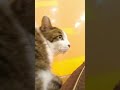 Train Hunter Cat #ジオラマ食堂