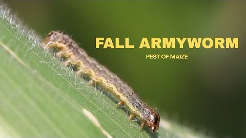 Fall armyworm Spodoptera frugiperda | Caterpillar pest 