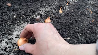 ЛУК ВЫРАСТЕТ КРУПНЫЙ после такой подкормки грядки!