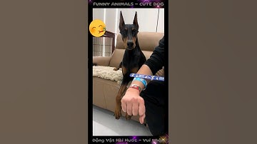 Troll Thú Cưng Vui Nhộn - Chú Chó Hài Hước bị chủ lừa | Funny dog #trolling