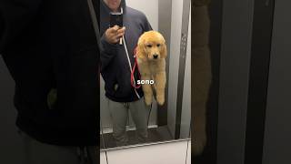 Is It Hard To Raise A Puppy?