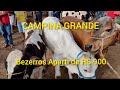 FEIRA DE BEZERROS EM CAMPINA GRANDE-PB HOJE 05/01/2022 QUARTA FEIRA APARTI DE $900 CONFIRA OS PREÇOS