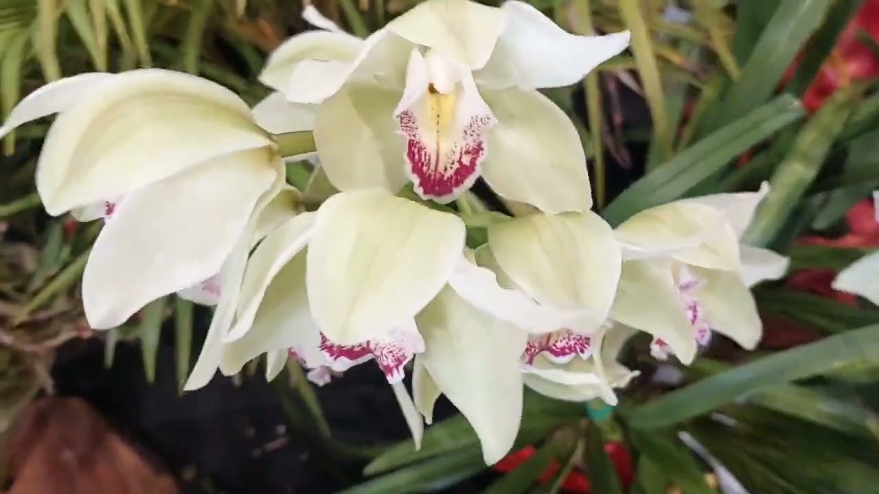 National Orchids show ,Part 1, art, air plants, and many more   # orchid blooms#  art # airplants .