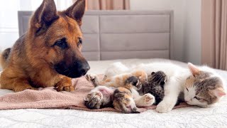 German Shepherd Reacts to Mother Cat Feeding Baby Kittens
