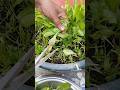 My First harvest of spinach (palak )😎🪴/#shorts #ytshorts #harvest #palak #garden #gardening
