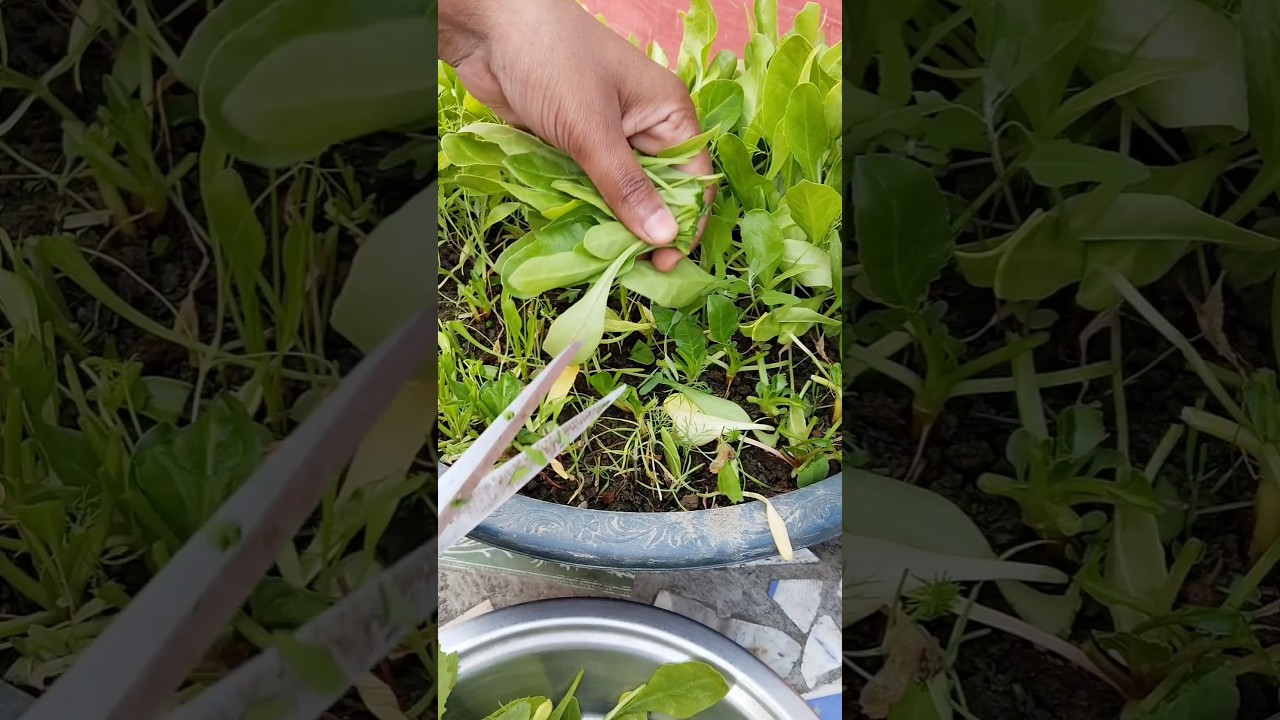 My First harvest of spinach (palak )😎🪴/