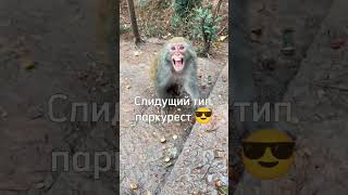 Типы брадков когда падают 🤪 #а4 #майнкрафт #monkey #brother #rek #роблокс #omega #tiktok #браток