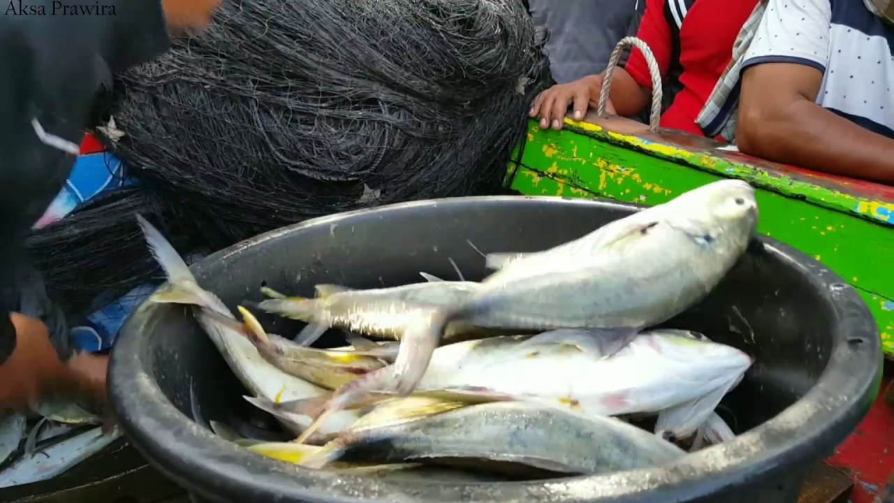 Nelayan Pariaman Menangkap Ikan GT
