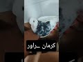 راور کرمان ۱۰تیر ماه سه شنبه
