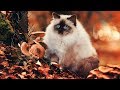 Recopilación de preciosos gatos Ragdoll - Lovely Ragdoll cats compilation