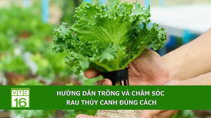 Hướng dẫn trồng thủy canh trong nhà ít ánh sáng