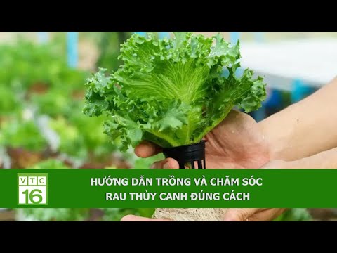 Video: Mù tạt đang chuyển sang màu xanh như phân xanh - một vụ thu hoạch tuyệt vời sẽ chín