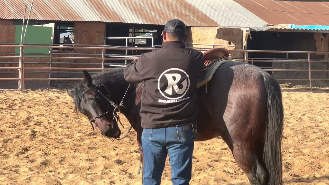 Iniciando potro a la rienda charra. Cómo usar un filete para dar rienda semana #1