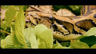 Python Snake/Pythonidae/python attack little deer🐍 Net Worth