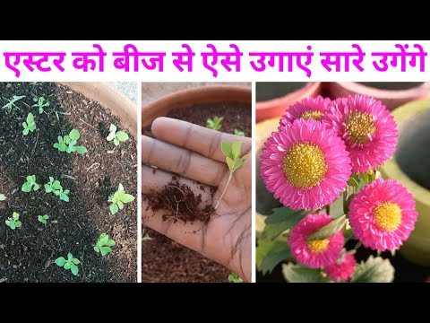 वीडियो: एस्टर सीड केयर: बीज से एस्टर के फूल कैसे उगाएं