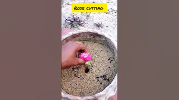 Rose Cutting Growing In Sand Shorts Youtubeshorts Viral 