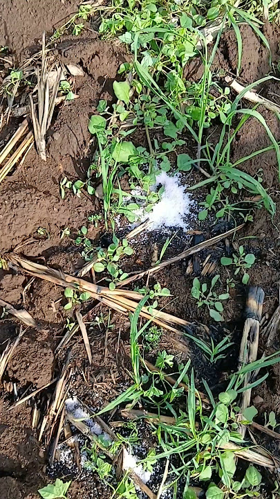 Crystal Fertilizer Suitable for Chasing the Growth of Sugarcane Seedlings # #sugarcanefarmers #fa...