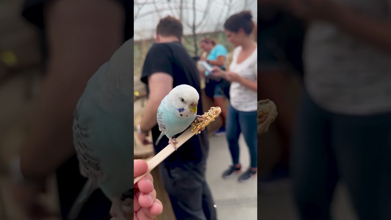 🦜 Meeting Adorable BUDGIES at the Bronx Zoo! | 