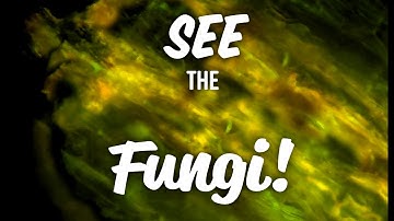 VERIFY that your Compost + Inoculants & More are Actually WORKING!!