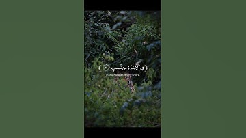 #قران_كريم #قرآن#قران #تلاوة_خاشعة#تسبيح#اكسبلور#اكسبلور#اكسبلور_فولو#قرآن