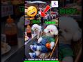 टॉमी और टिल्लू की कॉमेडी 😄 Tommy And Tillu 🐕 Funny Dogs Video #dogvideos #dog #tommy