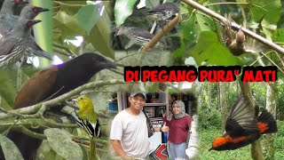 Mikat Paling Rumit Auto Dapet Burung Mahal