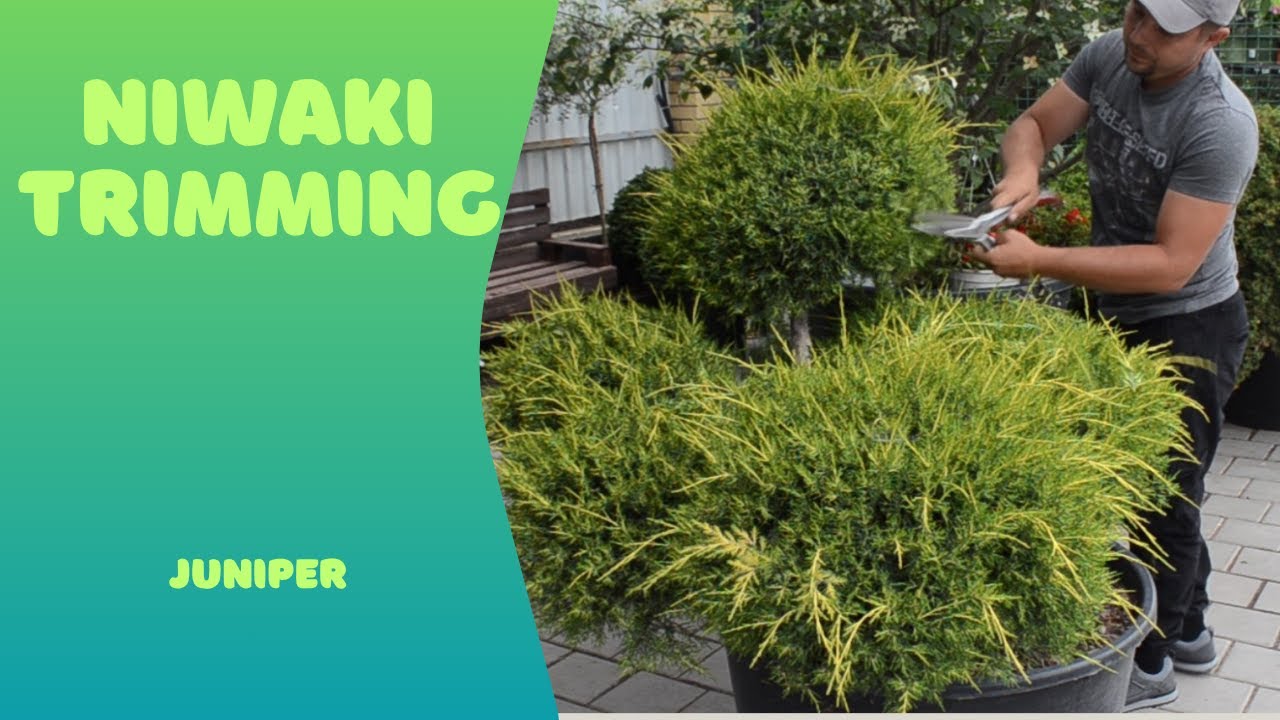 Niwaki juniper trimming || Стрижка нівакі з ялівця (Garden Barber)