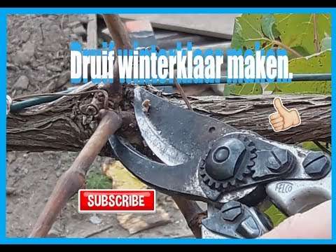 Video: Voorbereidingen Voor De Winter Van Druiven