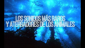 ¿Qué sonido asusta a un oso?