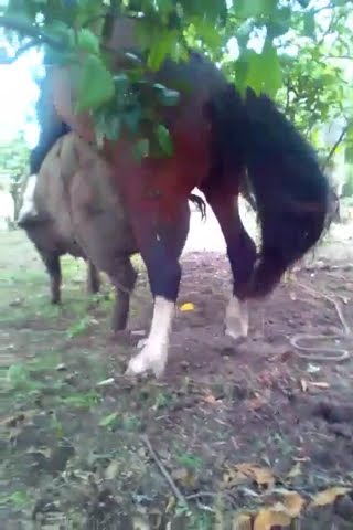 Male horse mating with female Pig in field #matingseason #horse #pig #matingrituals #animal