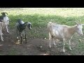 Как кормлю своих коз перед окотом и когда ввожу зерно и овощи в рацион после окота