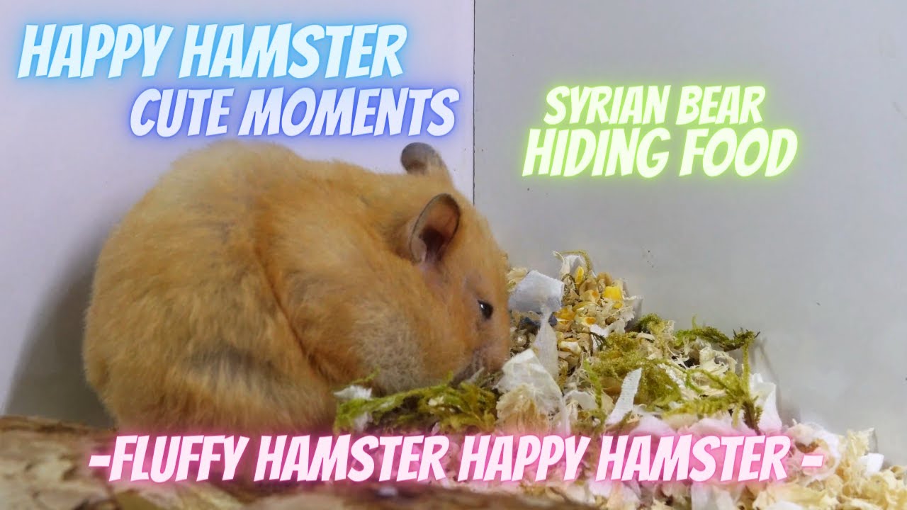 My happy syrian bear hamster eating lunch and hiding food hamsters cute