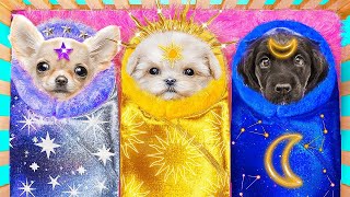 Mond vs Sonne und Sternenhunde im echten Leben! Wir Bauen einen Geheimen Raum für Haustiere!