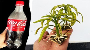 SUPER SPECIAL TECHNIQUE for propagating MANGO peels with coca~cola for super fast