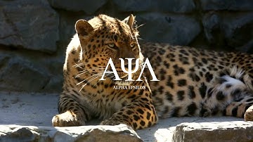 Alpha Psi Lambda Alpha Epsilon 2022 Spring Members