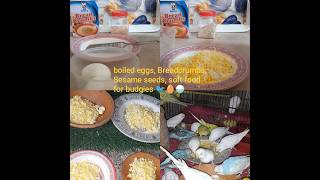 Making Healthy Soft Food for my Budgies! 🐦🥣 No Voiceover #hobbywithheart screenshot 3