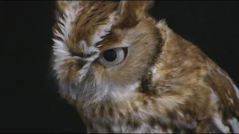 Meet Three Eastern Screech Owls