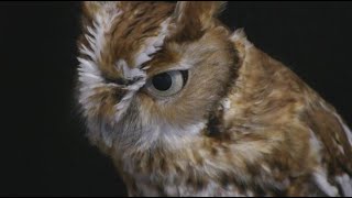 Meet Three Eastern Screech Owls