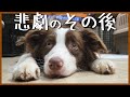 耳をケガしたルアちゃんのその後の様子😊【ボーダーコリー】
