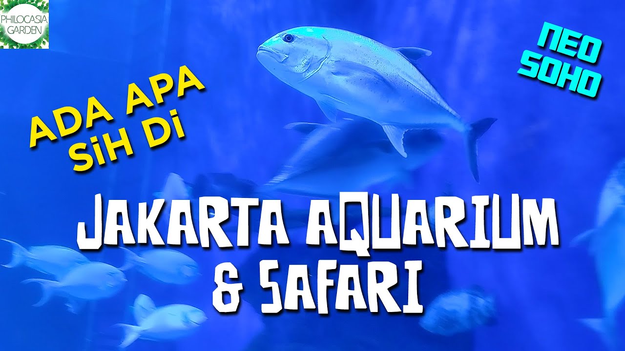 Ada apa sih di JAKARTA AQUARIUM DAN SAFARI?? - YouTube