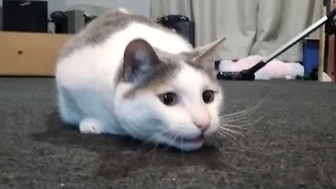 Video 3605601: munchkincat munchkins, munchkincats cute cat, cat munchkincat fetch, little munchkin cat, fun munchkin, cute cat chased