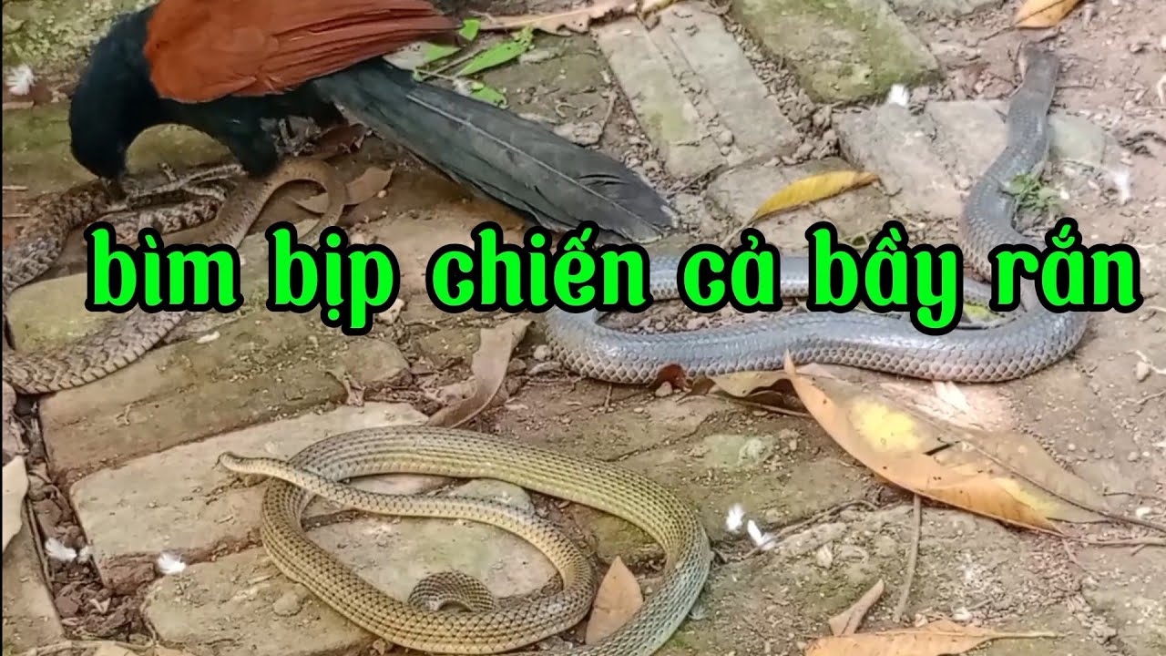 Chim bìm bịp tiêu diệt cả bầy rắn, sinh tồn trong thế giới tự nhiên ...