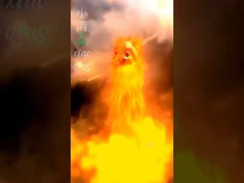 Video Phong Thủy Bất Động Sản. Tiền Chu Tước (phượng hoàng... - youtube