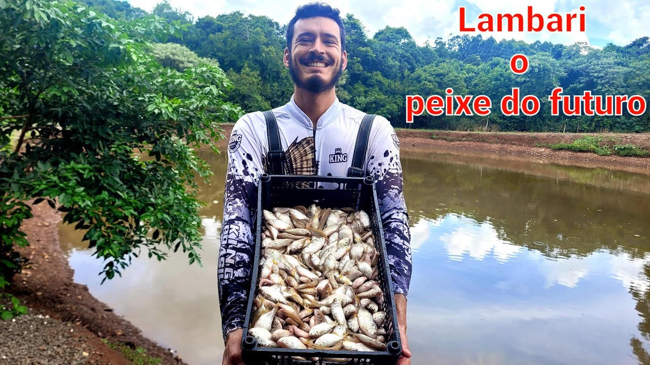 O MELHOR JEITO  DE LIMPAR  LAMBARI, O peixe do futuro, criação e seu valor comercial