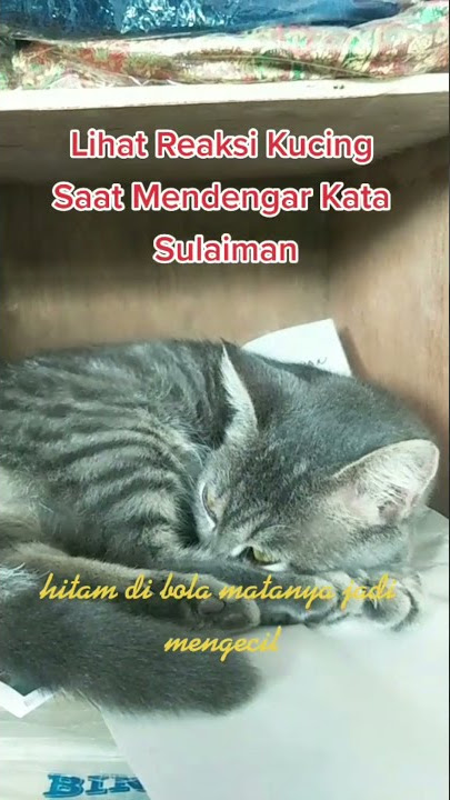 Reaksi Kucing Saat Mendengar Ayat Sulaiman, Seperti Mencari Sumber Bunyi #ReaksiKucing #Shorts