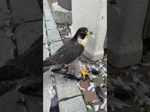 Video: Il falco dalla coda rossa mangia i polli?