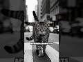 CIA's Spy Cat: The Acoustic Kitty Project Exposed