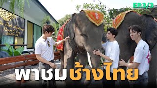 พาชมช้างไทย 🐘 | LongFrankAyuthayaTripEP3