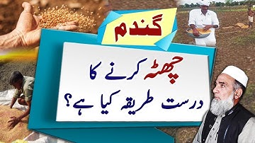 Proper method of Chatta (Broadcast) for wheat sowing || Crop Reformer